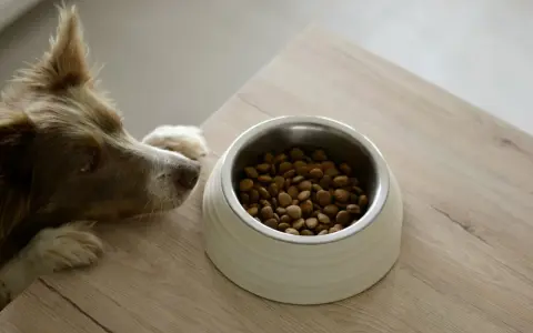 Un chien brun regarde avec envie sa gamelle remplie de croquettes, prêt à déguster son alimentation.