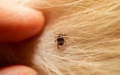 Gros plan d'une tique trop petite pour tirer, accrochée à la fourrure dorée d'un animal, près d'un doigt humain.