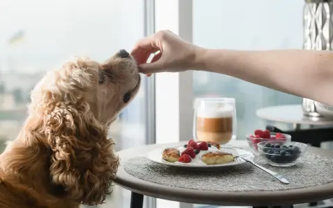 Un chien reçoit une friandise de la main d'une personne. Sur la table, un plat de pancakes au yaourt et aux fruits, peut-être pour aider à la constipation du chien.