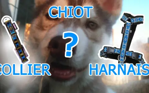 Collier ou harnais pour chien qui tire ? Lequel choisir pour votre chiot ?