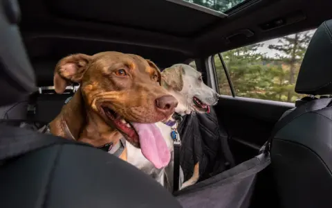 Deux chiens, dont un brun avec la langue pendante, semblent un peu stressés en voiture, regardant par la fenêtre.