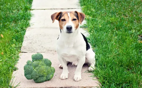 Un chien Jack Russell est assis à côté d'un gros brocoli sur un chemin en dalles.