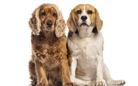Un beagle et un cocker, deux amis fidèles, posent côte à côte sur fond blanc.