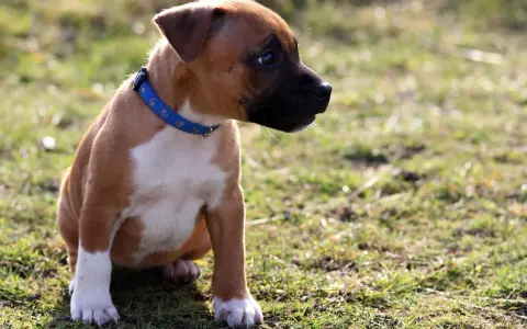 Un adorable chiot staff, au pelage brun et blanc, porte un collier bleu. Il est assis dans l'herbe, curieux.