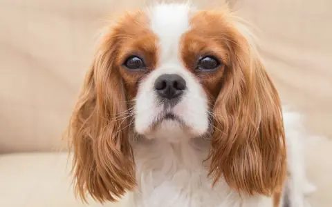 Un adorable cavalier king charles adulte au regard doux, avec son pelage roux et blanc.