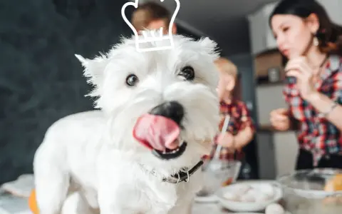 Un adorable Westie, coiffé d'un chapeau de chef, attend avec impatience de faire des gâteries avec sa famille en cuisine.