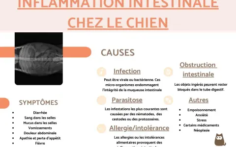 Radiographie d'un chien montrant une inflammation intestinale. Causes : infection, parasitose, allergie/intolérance, obstruction. Symptômes : diarrhée, sang, vomissements, fièvre.