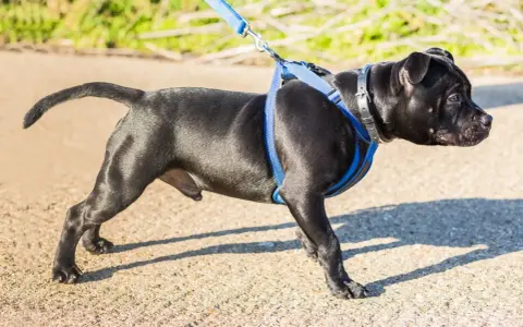 Jeune chien noir avec un harnais bleu, prêt pour sa promenade.