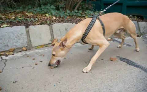 Un chien brun, en laisse, renifle des croquettes sur le trottoir. Il semble chercher un trésor, peut-être une moutarde chien cachée.