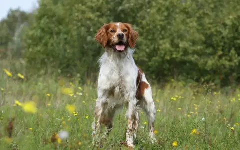 Un magnifique épagneul breton tricolore, le poil long et soyeux, se tient fièrement dans un champ fleuri, la langue pendante, heureux sous le soleil.