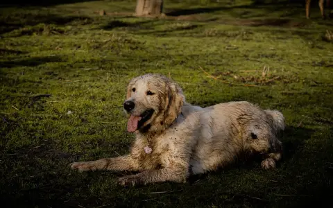 Un golden retriever boueux se repose sur l'herbe. Il a l'air heureux, comme si mon chien sent le fromage après une bonne journée de jeu.
