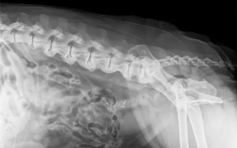Radiographie latérale d'un chien montrant des anomalies vertébrales et pelviennes, potentiellement liées au syndrome de la queue de cheval.