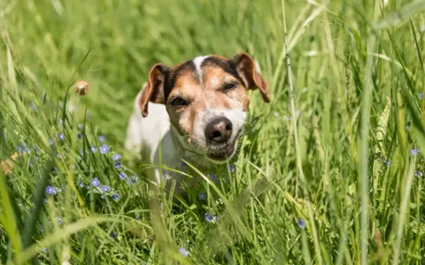 Un chien Jack Russell curieux, au milieu de l'herbe haute et des petites fleurs bleues, se demande pourquoi mon chien mange de l'herbe.