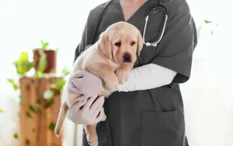 Un vétérinaire tient un chiot labrador. L'âge du chien est idéal pour la castration.