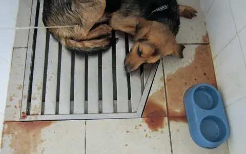 Chien malade, couché sur une grille, avec des taches de sang au sol. Triste illustration de comment un chien attrape la parvovirose.