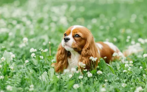 Un adorable cocker king charles, au pelage roux et blanc, se repose paisiblement dans un champ d'herbe verte parsemé de petites fleurs blanches.