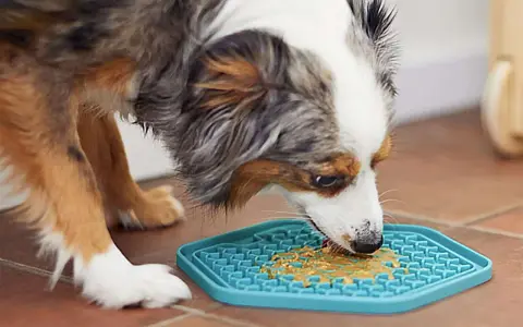 Un chien savoure du beurre de cacahuète sur un tapis de léchage bleu. Un excellent moyen de divertir votre chien, voici mon tapis de léchage chien avis.