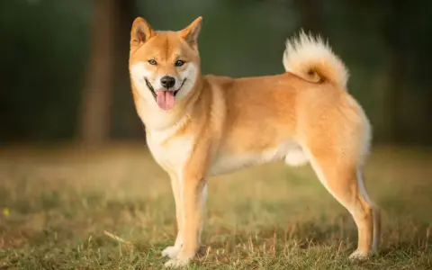 Un adorable shiba inu roux, la langue sortie, se tient fièrement dans un champ d'herbe verte.