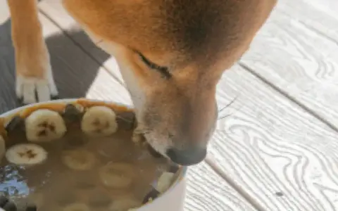 Un chien Shiba Inu savoure un bol rempli de bananes et de ce qui semble être des abats pour chien.