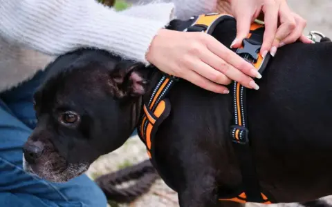 Mains ajustant un harnais chien déconseillé sur un chien noir. Le harnais est orange et noir, avec des bandes réfléchissantes.