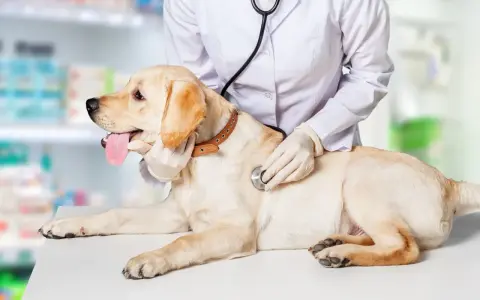 Un vétérinaire examine un chien pour un éventuel blocage urinaire. Le traitement est essentiel pour le bien-être de l'animal.