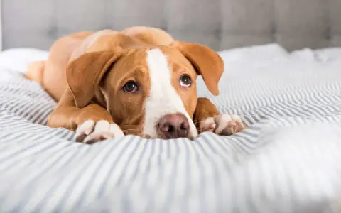 Chien brun et blanc couché sur un lit rayé, l'air fatigué. Il pourrait souffrir d'une gastro-entérite chien durée.