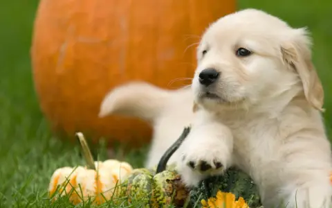 Un adorable chiot golden retriever se repose parmi des citrouilles et des courges sur l'herbe verte.