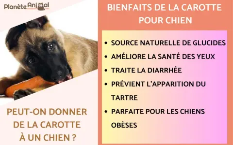 Un chiot mange une carotte, découvrant les bienfaits de ce légume pour un chien.