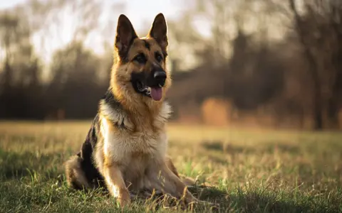 Un magnifique berger allemand, assis dans l'herbe dorée, le soleil couchant illuminant son pelage.