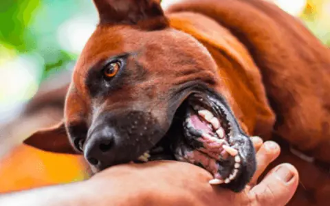 Mon chien mord, ses crocs acérés s'enfoncent dans ma main. Un jeu un peu trop vif, mais l'amour est là.