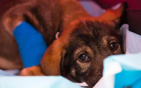 Un chiot malade, la patte bandée de bleu, se repose. La parvovirose peut durer plusieurs semaines.