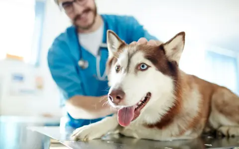 Un vétérinaire caresse un husky aux yeux vairons, prêt pour quand stériliser une chienne.