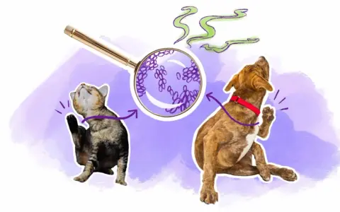 Un chat et un chien se grattent, sous une loupe, des levures de malassezia chien sont visibles, suggérant une cause d'irritation.