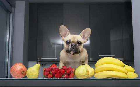 Un bouledogue français regarde des fruits : grenade, poires, fraises et bananes. Un légume riche en fibre pour chien, comme la courgette, serait aussi une bonne option.