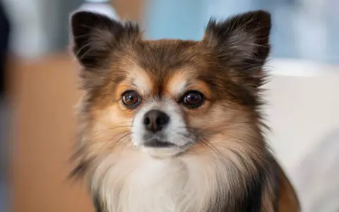 Un adorable chien chihuahua aux grands yeux curieux et aux oreilles dressées, avec un pelage long et soyeux.