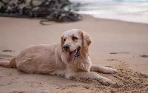 Un chien golden retriever se repose sur le sable chaud de la plage, la langue pendante et les pattes couvertes de sable.