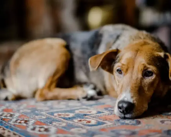 Un chien au pelage brun et gris repose sur un tapis, l'air abattu. Son regard triste exprime un profond deuil.