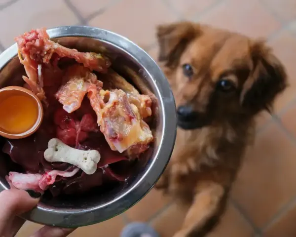 Un chien attend avec impatience sa gamelle de BARF : os, foie, œuf cru. Un repas naturel pour un toutou heureux.