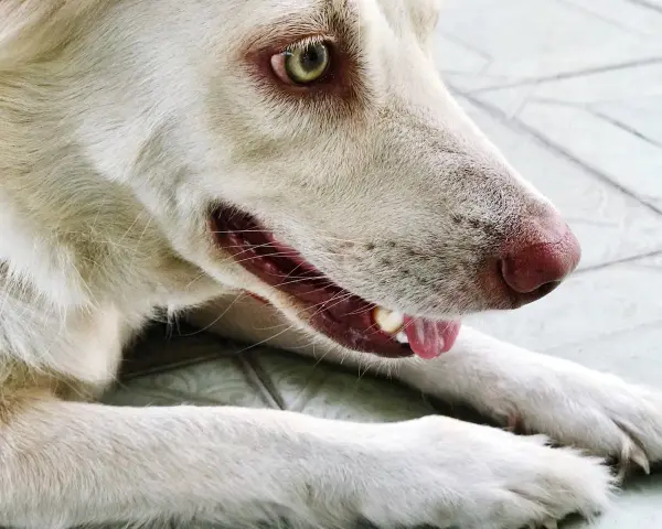 Gros plan sur mon chien qui tousse, le museau rose et l'œil vif. Il semble un peu fatigué.