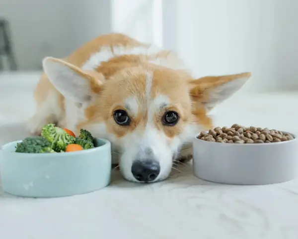 Un chien corgi regarde deux gamelles : une de légumes et une de croquettes. Il semble hésiter, peut-être préfère-t-il le barf chien ?
