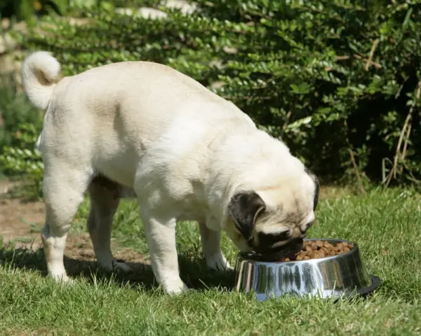 Un carlin mange dans sa gamelle. Attention à la moule verte, contre-indication pour le chien.