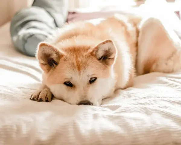 Un chien stressé, un Akita Inu, repose sur un lit, le regard lointain.