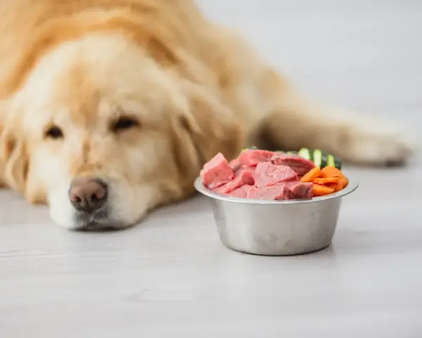 Un chien doré regarde un bol de viande crue et de légumes. Attention, ce régime peut présenter un danger de vomissements.
