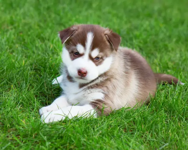Adorable husky de Sibérie, chiot aux yeux bleus, se repose sur l'herbe verte.