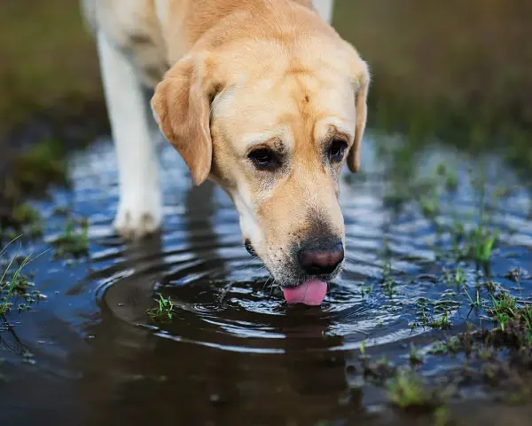 Un chien boit dans une flaque d'eau stagnante, risquant une maladie.