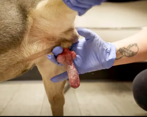 Gros plan sur un chien en érection, tenu par des mains gantées.