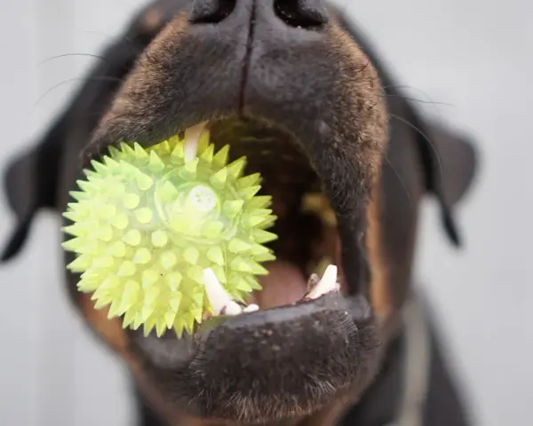Un chiot de 3 mois s'amuse avec son jouet hérissé, un ballon vert vif qu'il tient fermement dans sa gueule.
