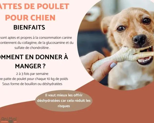 Un chien mignon mâchouille une patte de poulet. Les pattes de poulet pour chien sont bénéfiques, mais il faut faire attention au danger. Les offrir déshydratées réduit les risques.