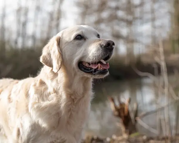 Un golden retriever heureux, profitant de l'extérieur. Une alimentation adaptée est essentielle pour son bien-être, surtout pour un chien stérilisé.