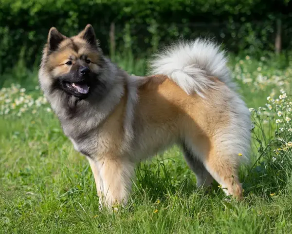 Un magnifique chien eurasier, au pelage épais et roux, se tient fièrement dans un champ verdoyant parsemé de petites fleurs blanches.